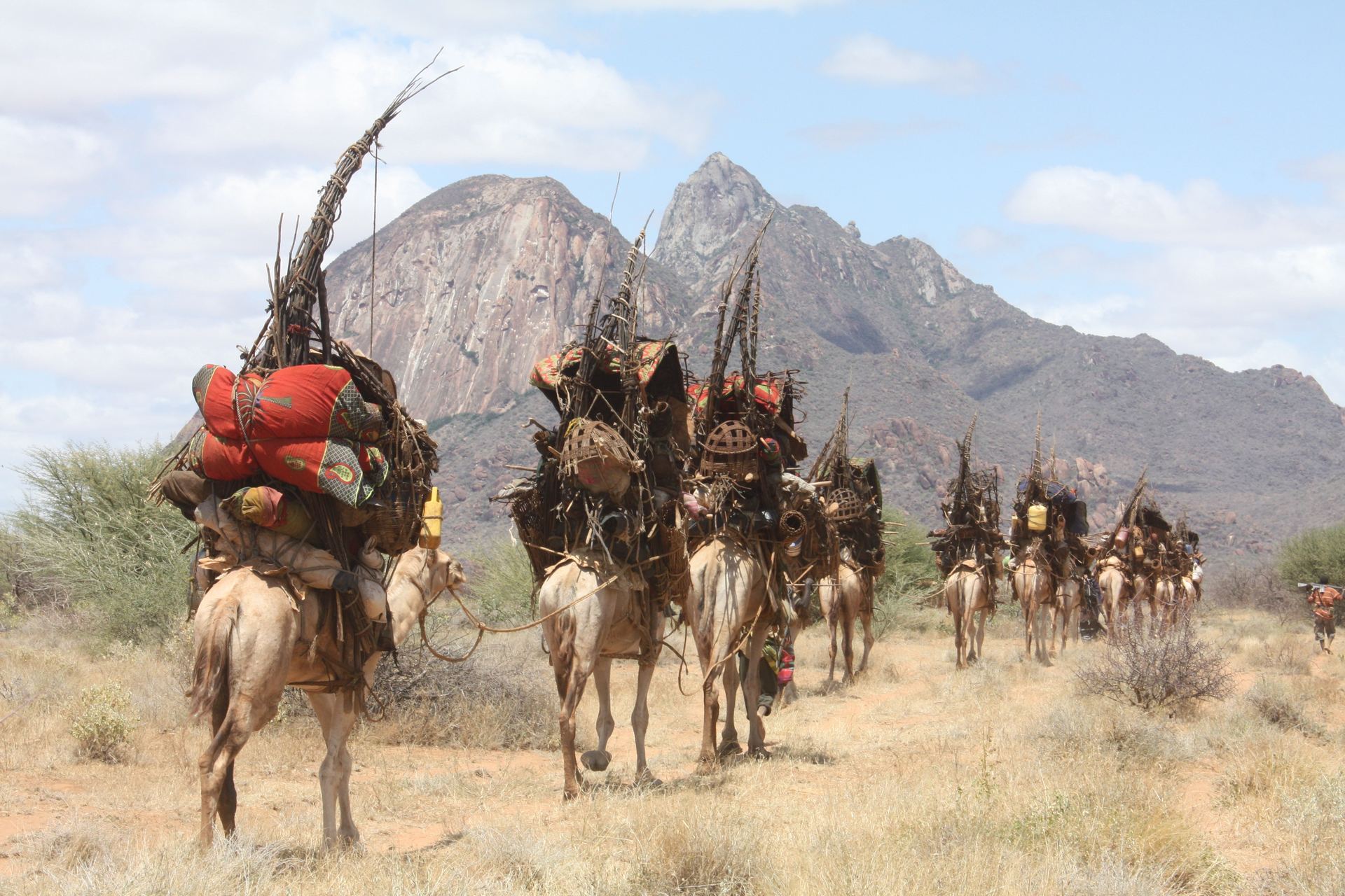 A camel caravan carries a family's belongings across the rangelands.